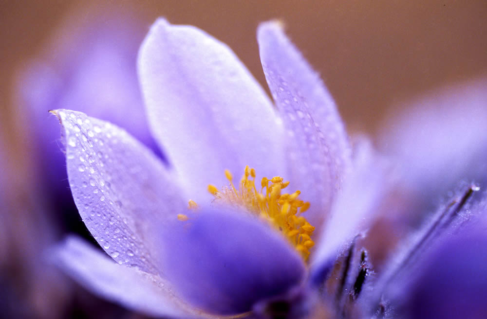 GuruShots Magnificent Macro Photography