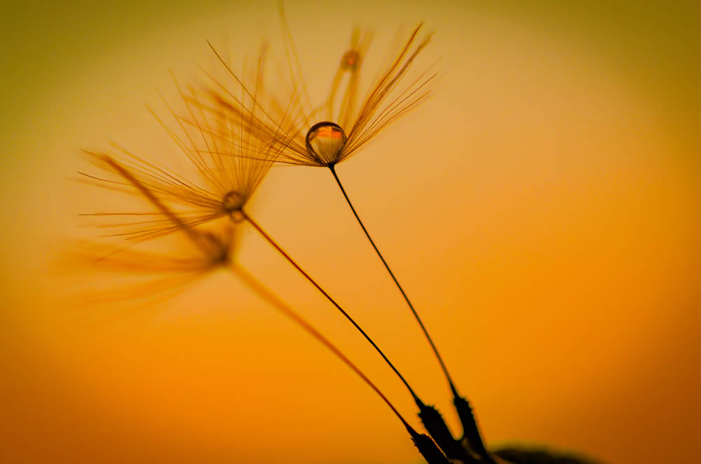 GuruShots Magnificent Macro Photography