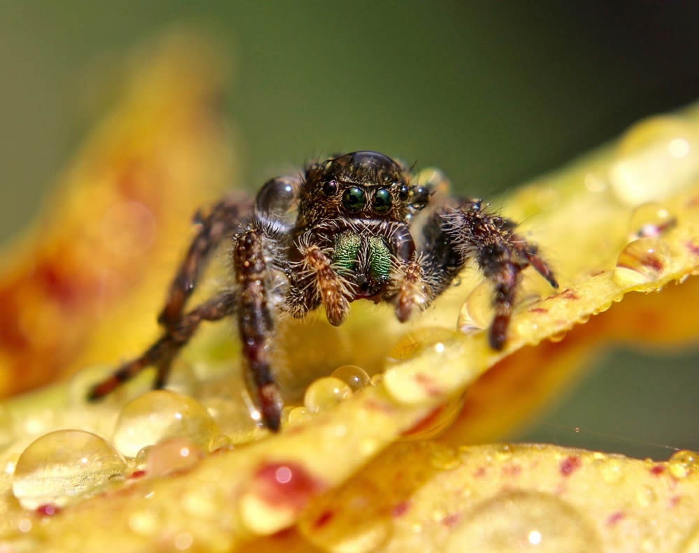 GuruShots Magnificent Macro Photography