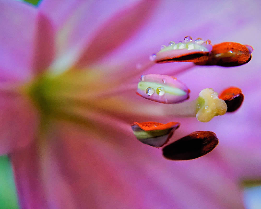 GuruShots Magnificent Macro Photography