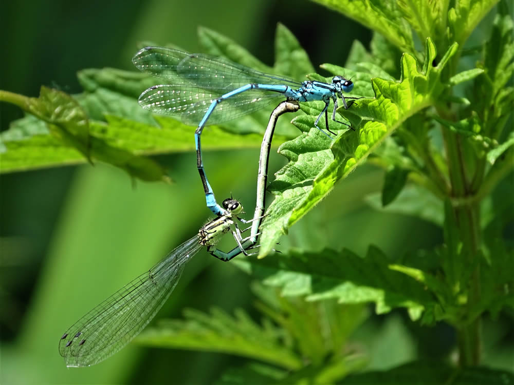 GuruShots Magnificent Macro Photography