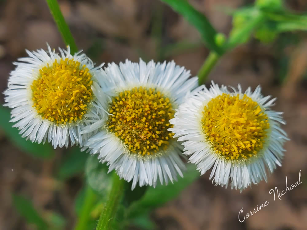 GuruShots Magnificent Macro Photography