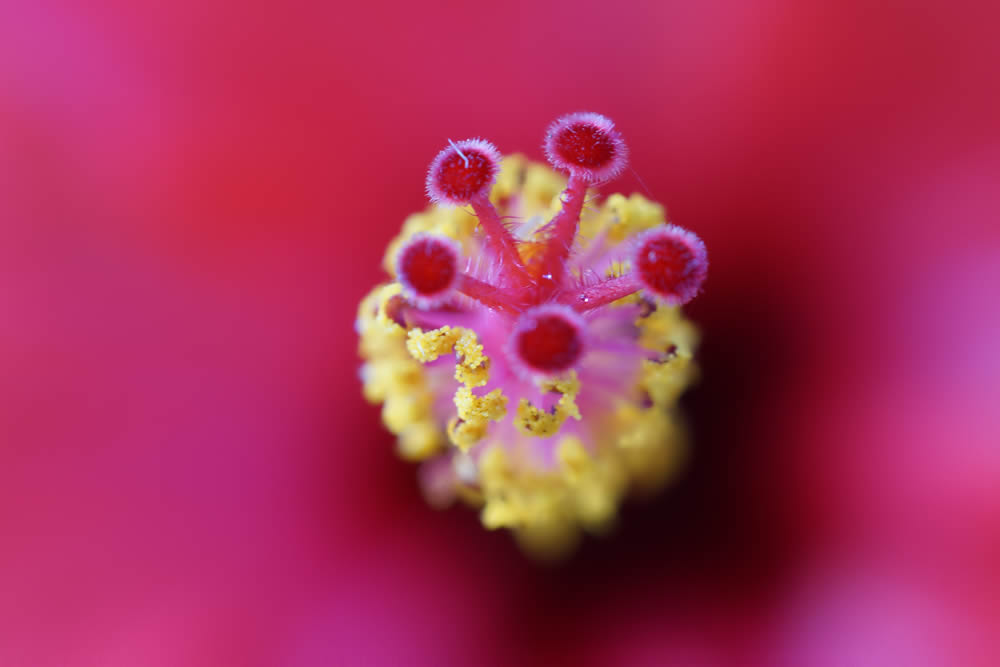 GuruShots Magnificent Macro Photography