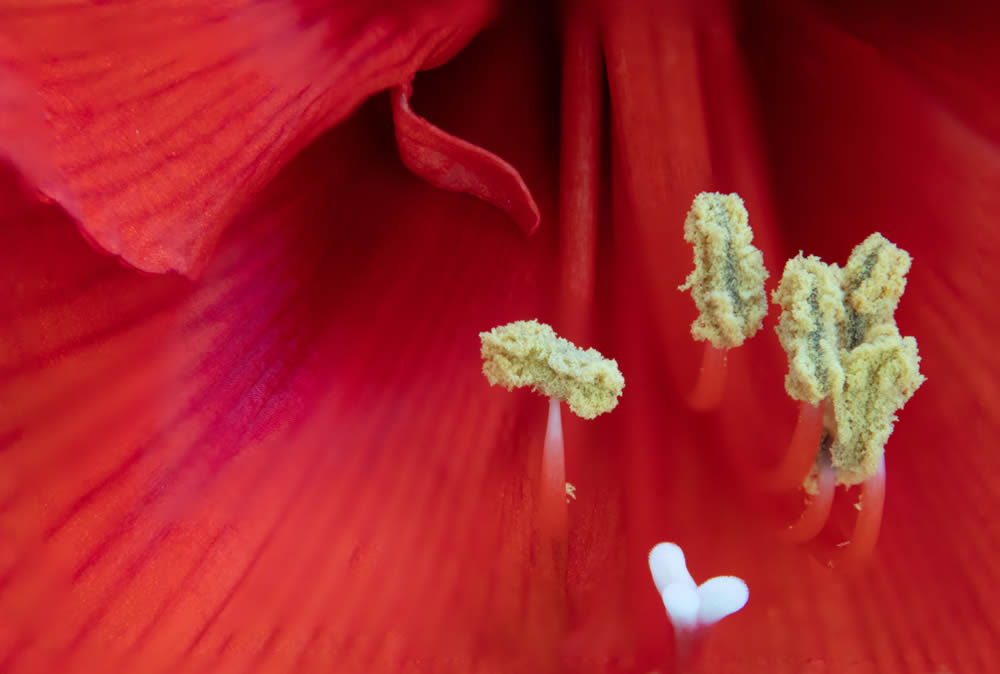 GuruShots Magnificent Macro Photography