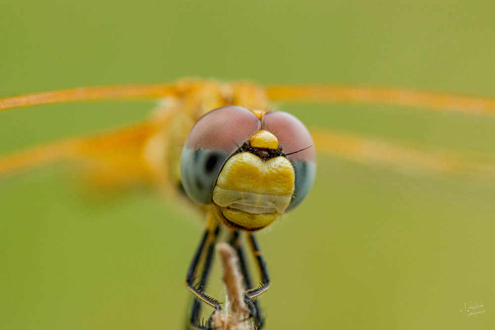 GuruShots Magnificent Macro Photography