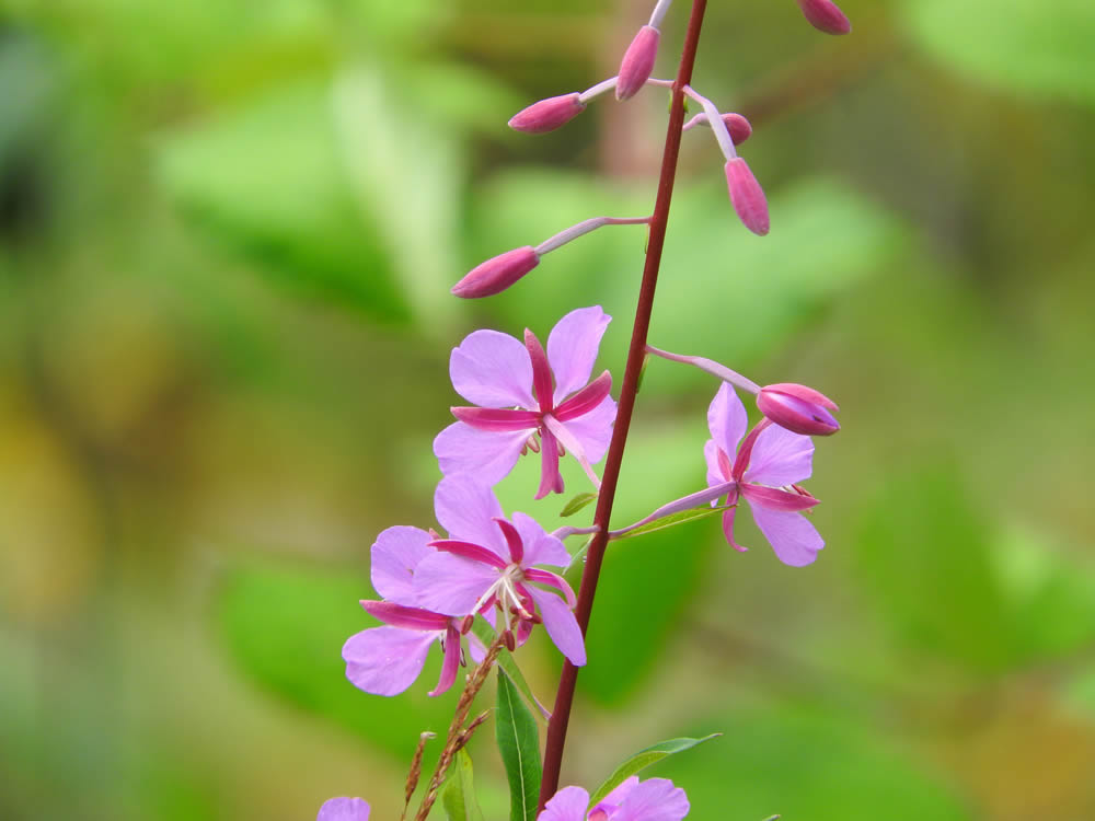 GuruShots Magnificent Macro Photography