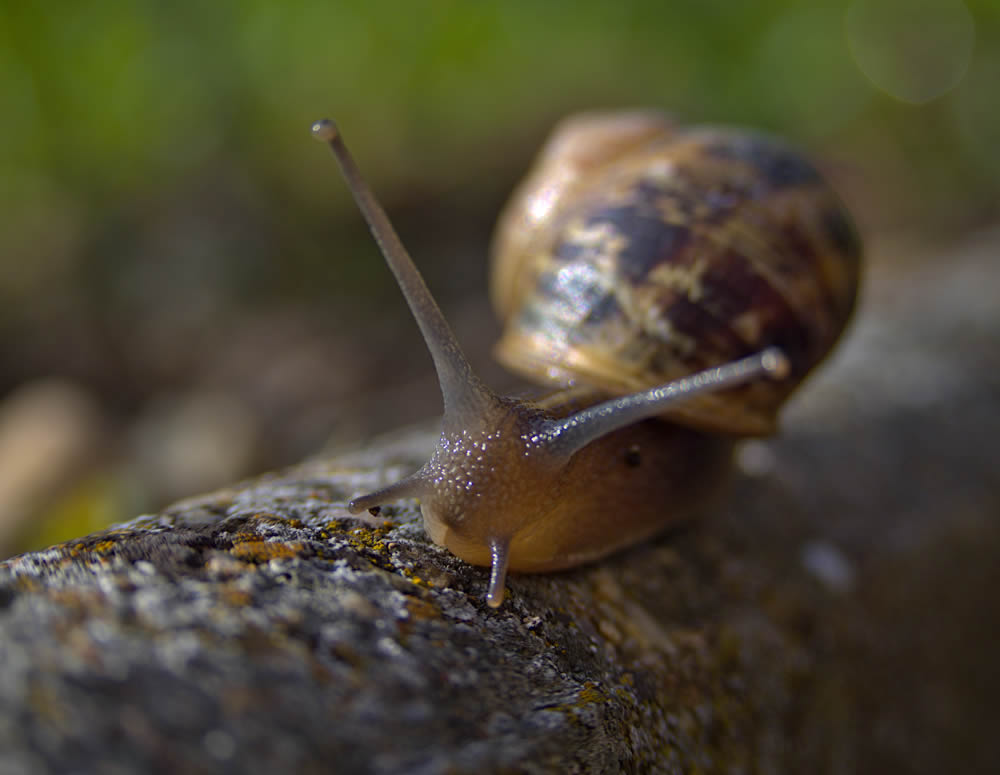 GuruShots Magnificent Macro Photography