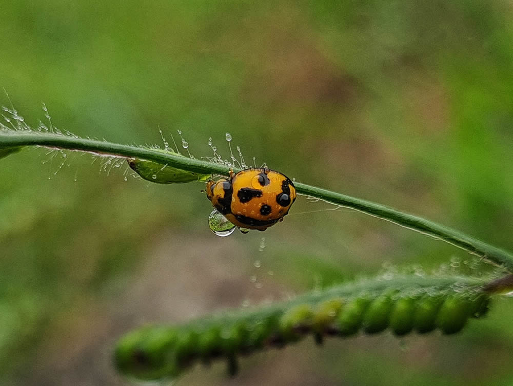 GuruShots Magnificent Macro Photography