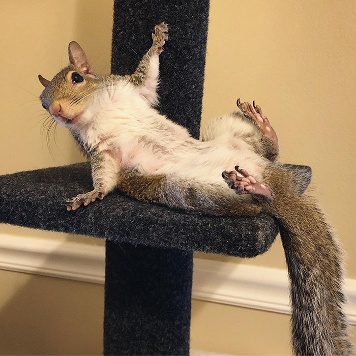 Jill The Squirrel Most Famous Pet on Instagram