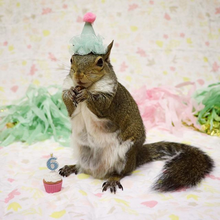 Jill The Squirrel Most Famous Pet on Instagram