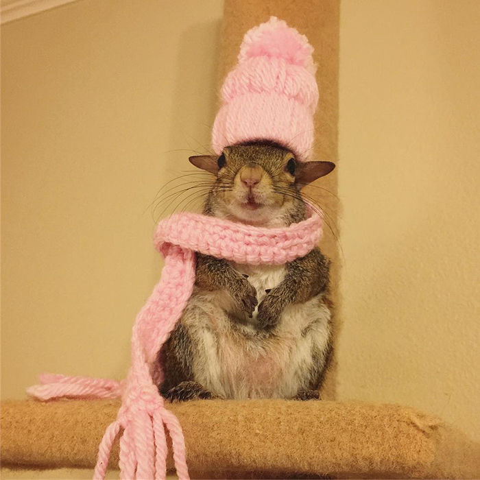 Jill The Squirrel Most Famous Pet on Instagram