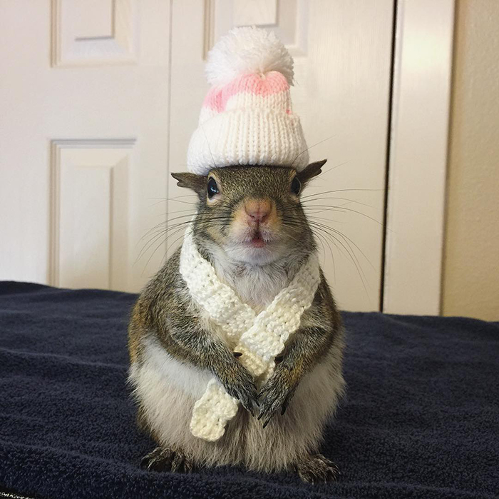 Jill The Squirrel Most Famous Pet on Instagram