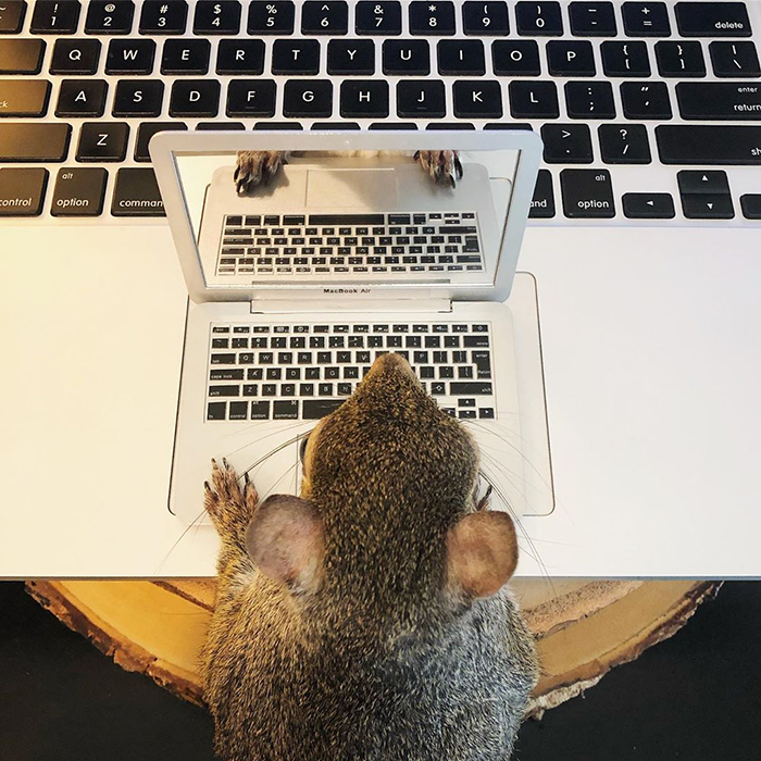 Jill The Squirrel Most Famous Pet on Instagram