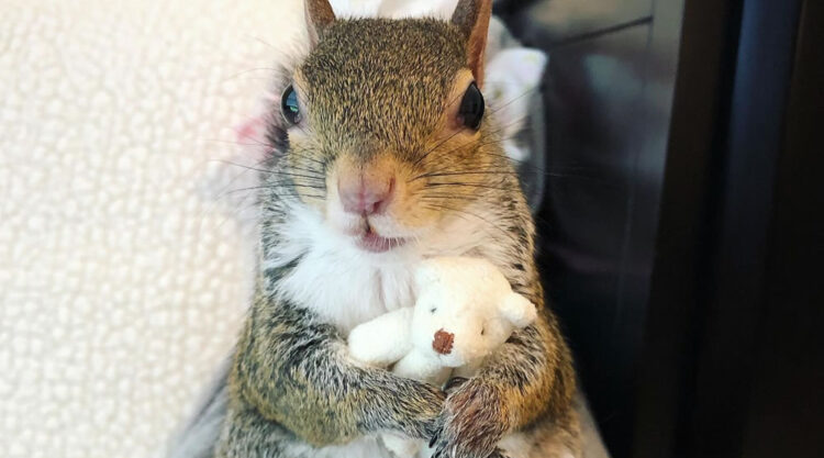 Jill The Squirrel Most Famous Pet on Instagram