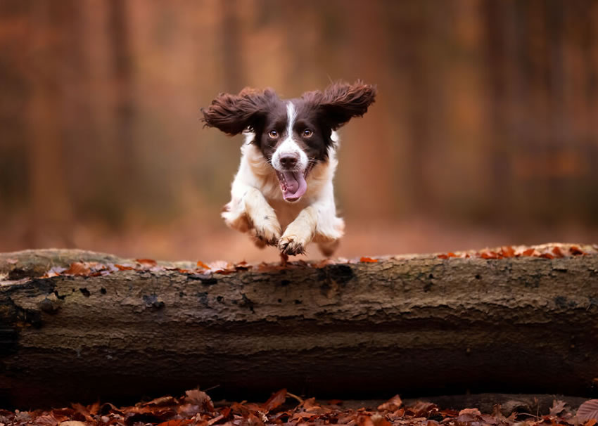 Adorable Dog Photography By Omica Meinen