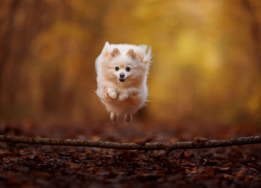 Adorable Dog Photography By Omica Meinen