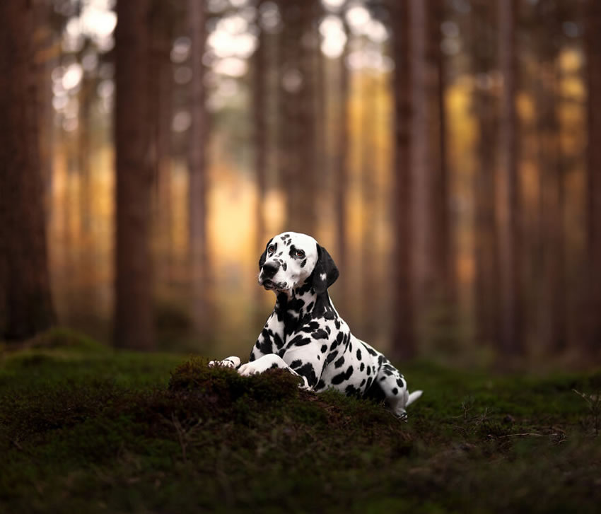 Adorable Dog Photography By Omica Meinen