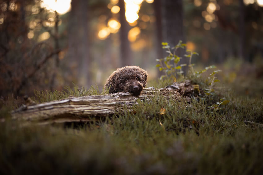 Adorable Dog Photography By Omica Meinen