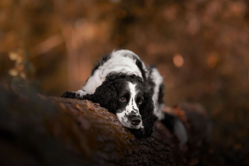 Adorable Dog Photography By Omica Meinen