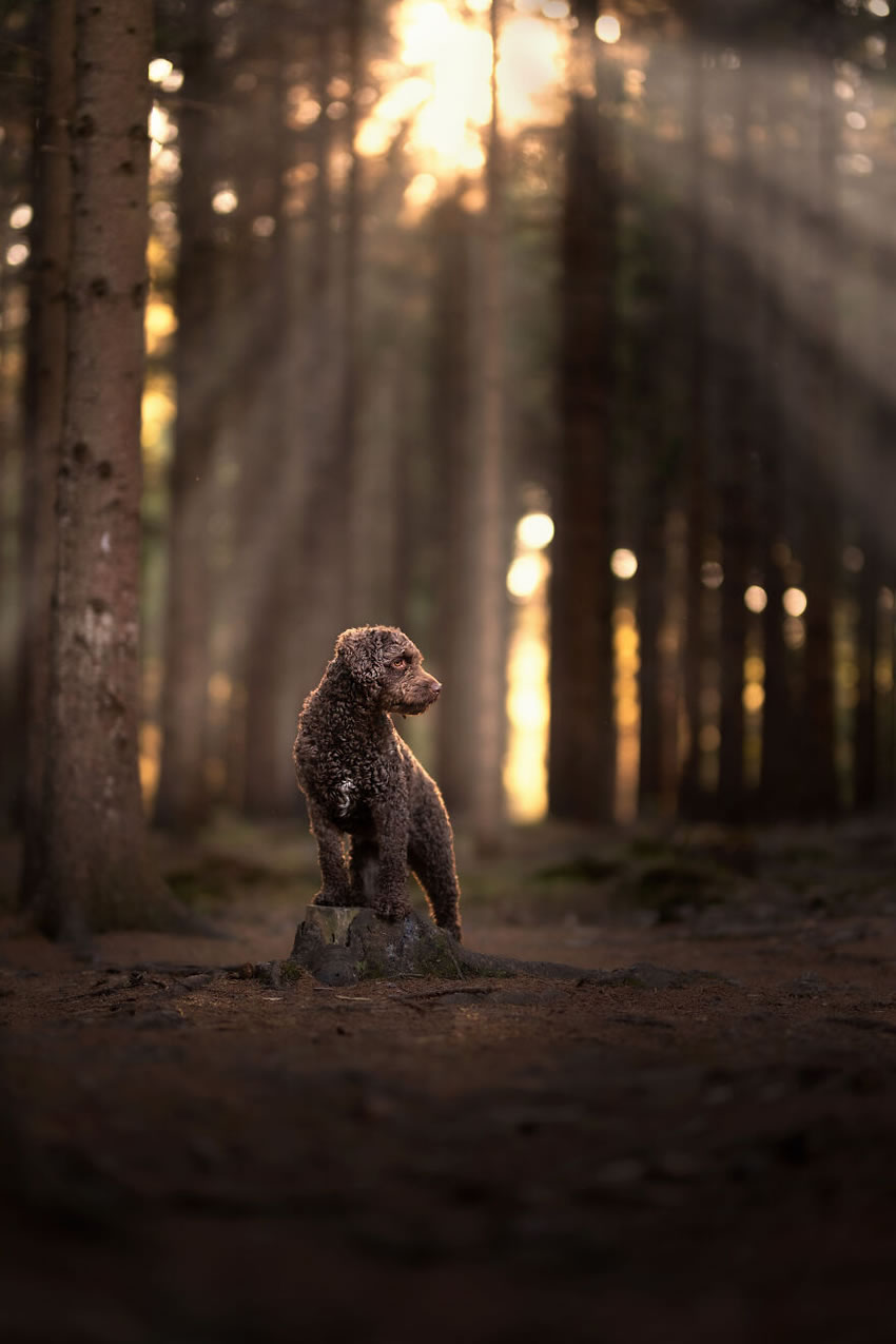 Adorable Dog Photography By Omica Meinen