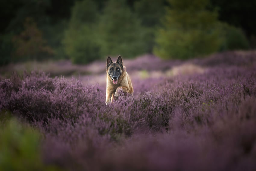 Adorable Dog Photography By Omica Meinen