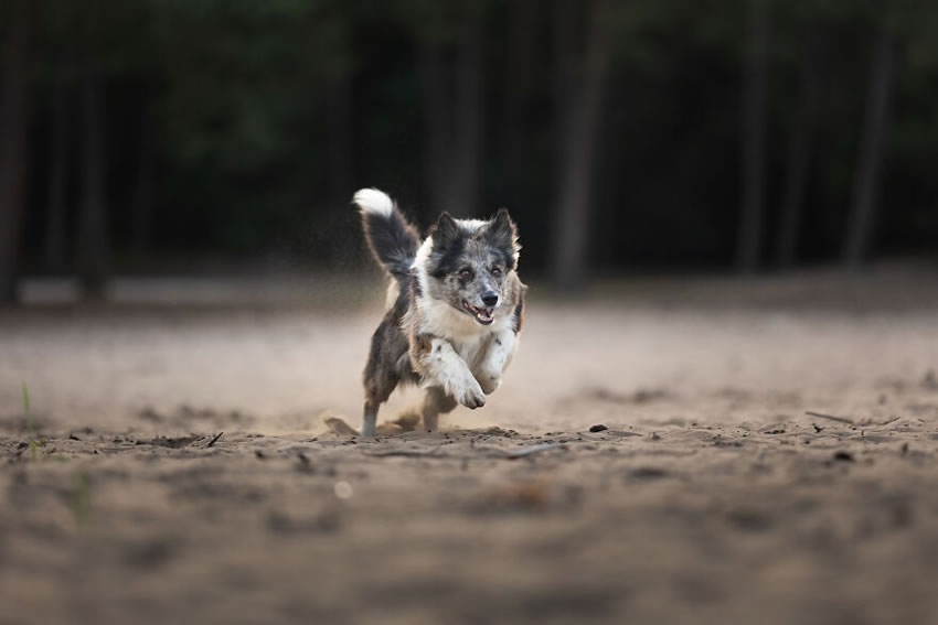 Adorable Dog Photography By Omica Meinen