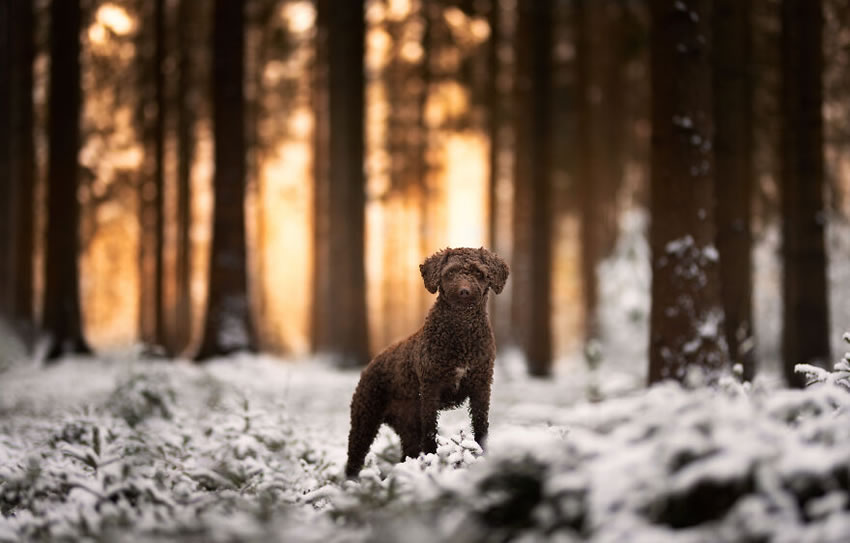 Adorable Dog Photography By Omica Meinen