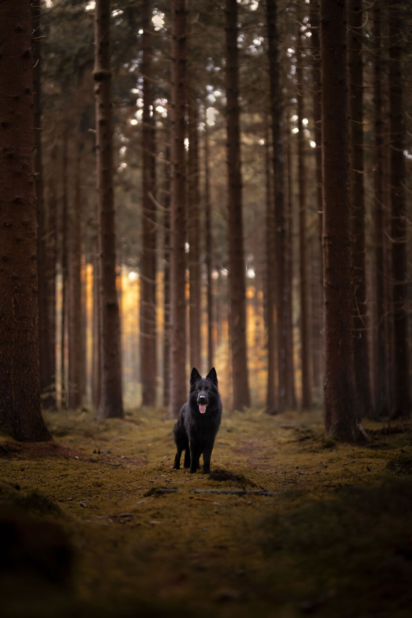 Adorable Dog Photography By Omica Meinen