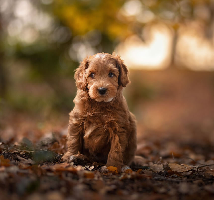 Adorable Dog Photography By Omica Meinen