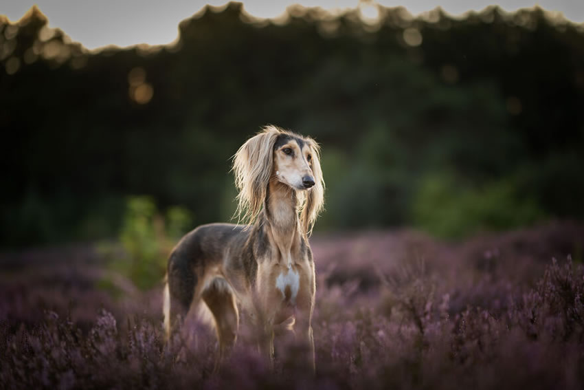 Adorable Dog Photography By Omica Meinen