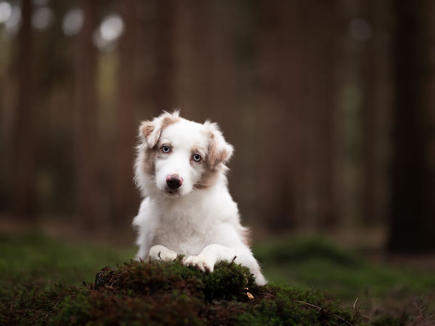 Adorable Dog Photography By Omica Meinen