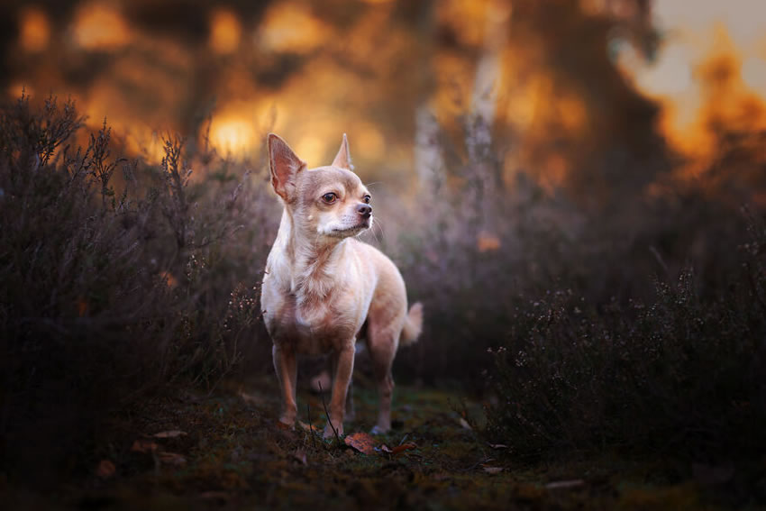 Adorable Dog Photography By Omica Meinen