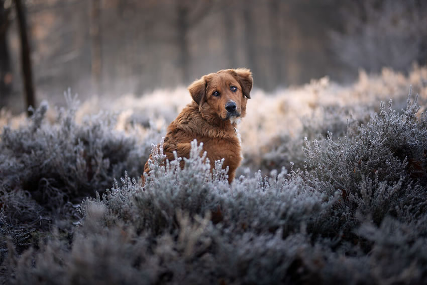 Adorable Dog Photography By Omica Meinen