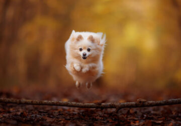 Adorable Dog Photography By Omica Meinen