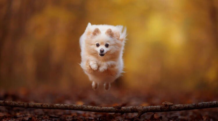 Adorable Dog Photography By Omica Meinen