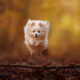 Adorable Dog Photography By Omica Meinen