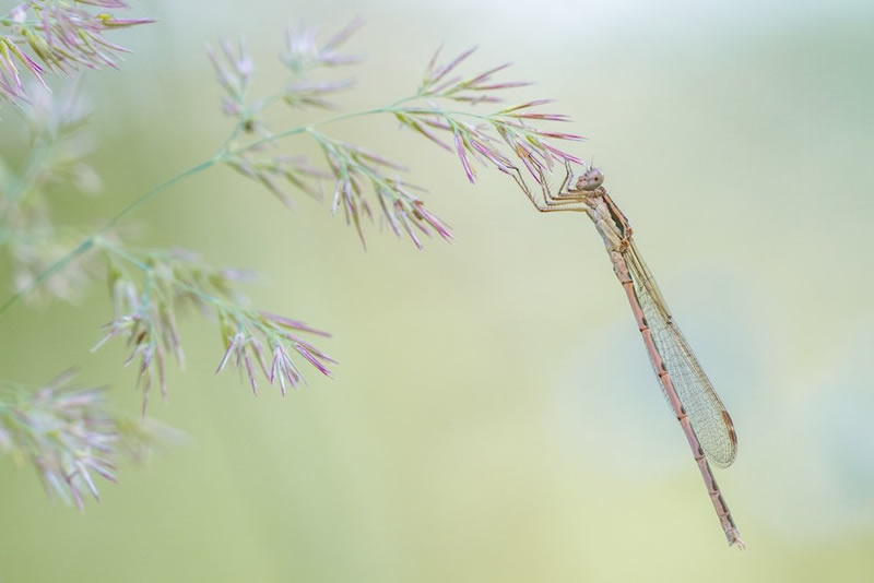 Close-Up Photographer Of The Year 2022