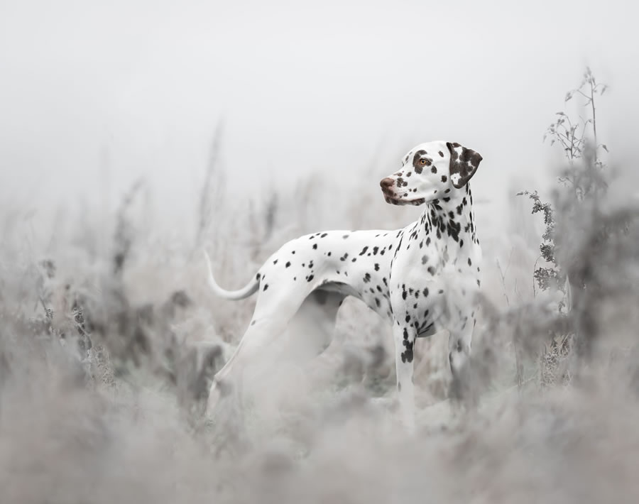 Dog Photography Awards 2022 