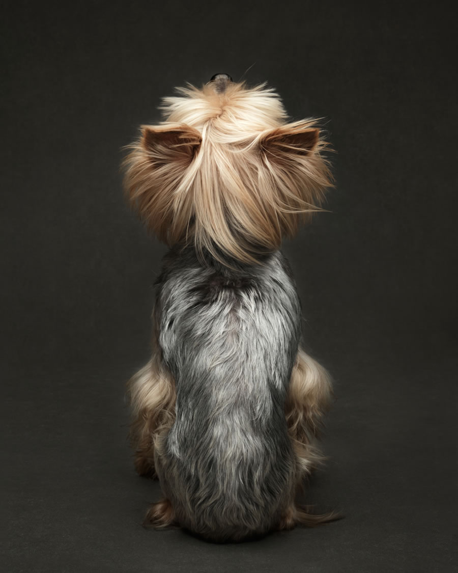 Dog Photography Awards 2022 