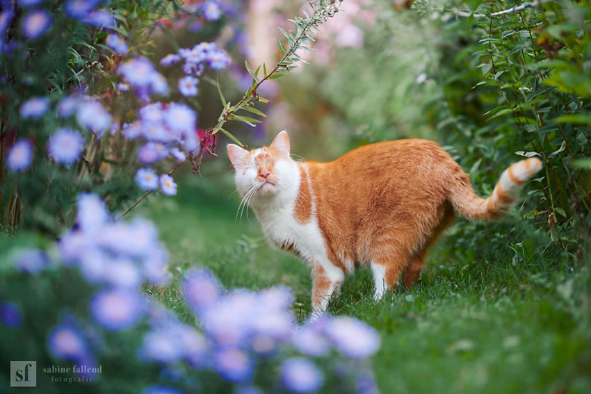 Eyeless Cat Kazou by Sabine Fallend