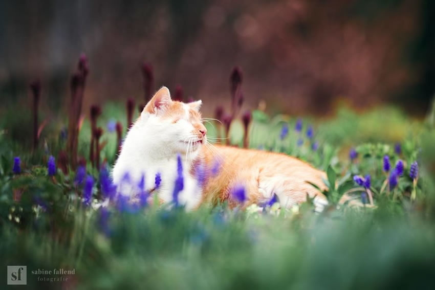 Eyeless Cat Kazou by Sabine Fallend