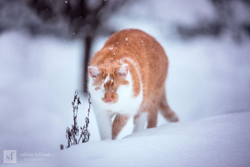 Eyeless Cat Kazou by Sabine Fallend