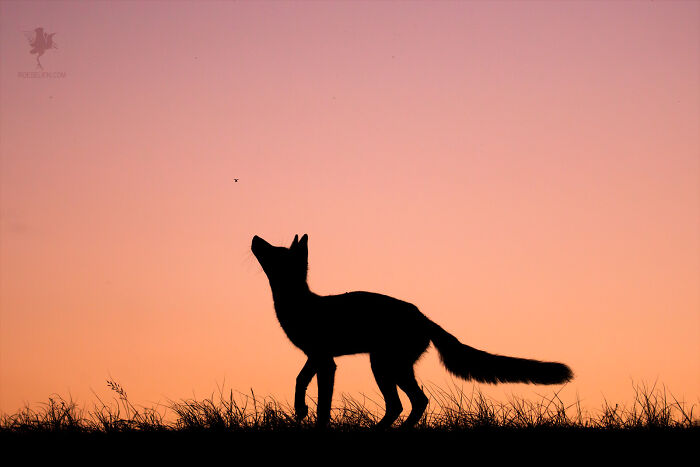 Fairytale-Like Wildlife Photos By Roeselien Raimond