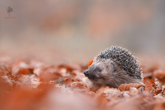 Fairytale-Like Wildlife Photos By Roeselien Raimond