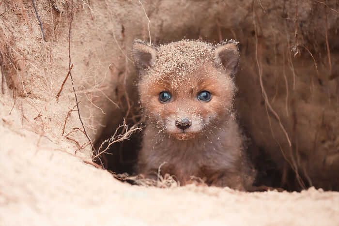 Fairytale-Like Wildlife Photos By Roeselien Raimond