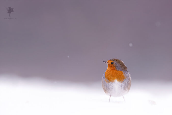 Fairytale-Like Wildlife Photos By Roeselien Raimond