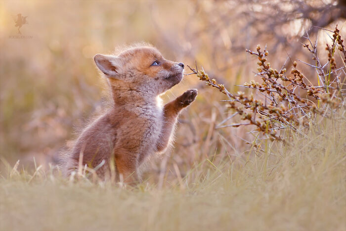 Fairytale-Like Wildlife Photos By Roeselien Raimond