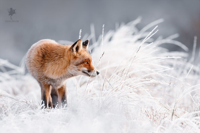 Fairytale-Like Wildlife Photos By Roeselien Raimond