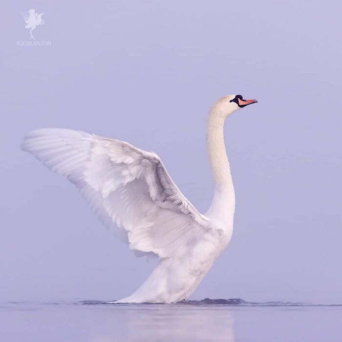 Fairytale-Like Wildlife Photos By Roeselien Raimond