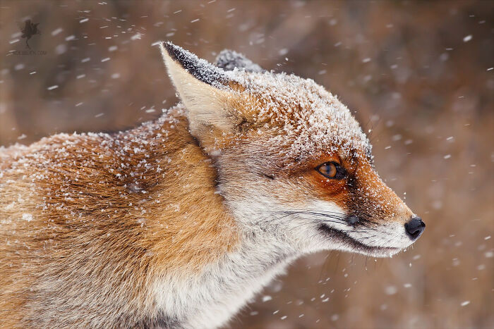 Fairytale-Like Wildlife Photos By Roeselien Raimond